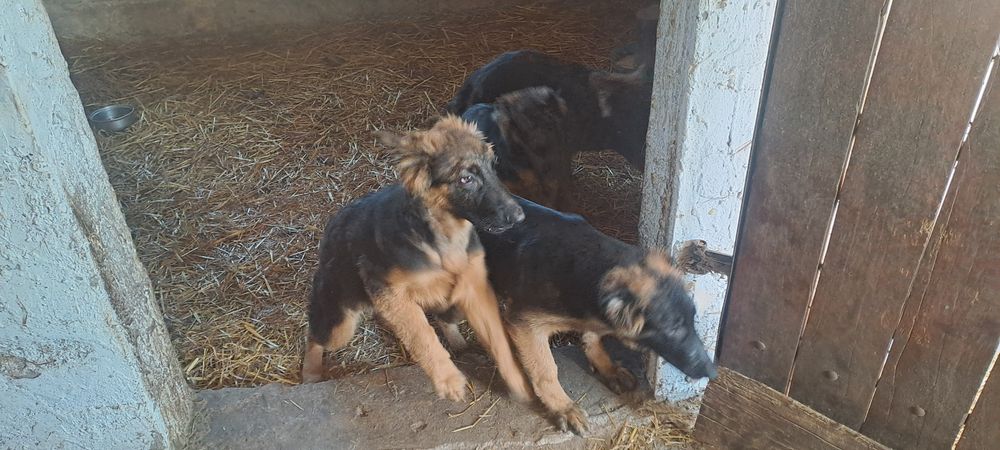 Oddam szczeniaki  w dobre ręce.