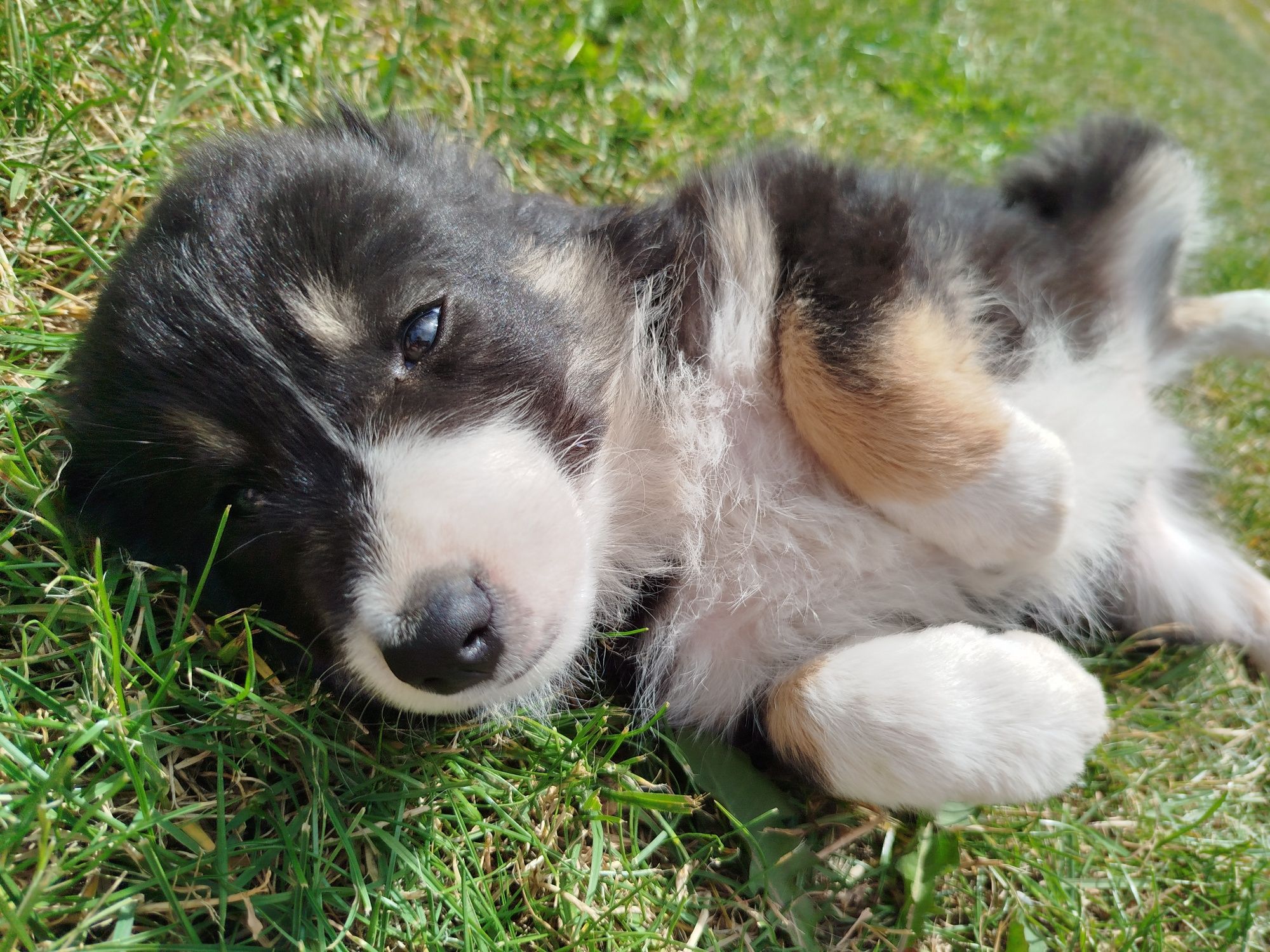Suczka Border Collie, gotowa do odbioru