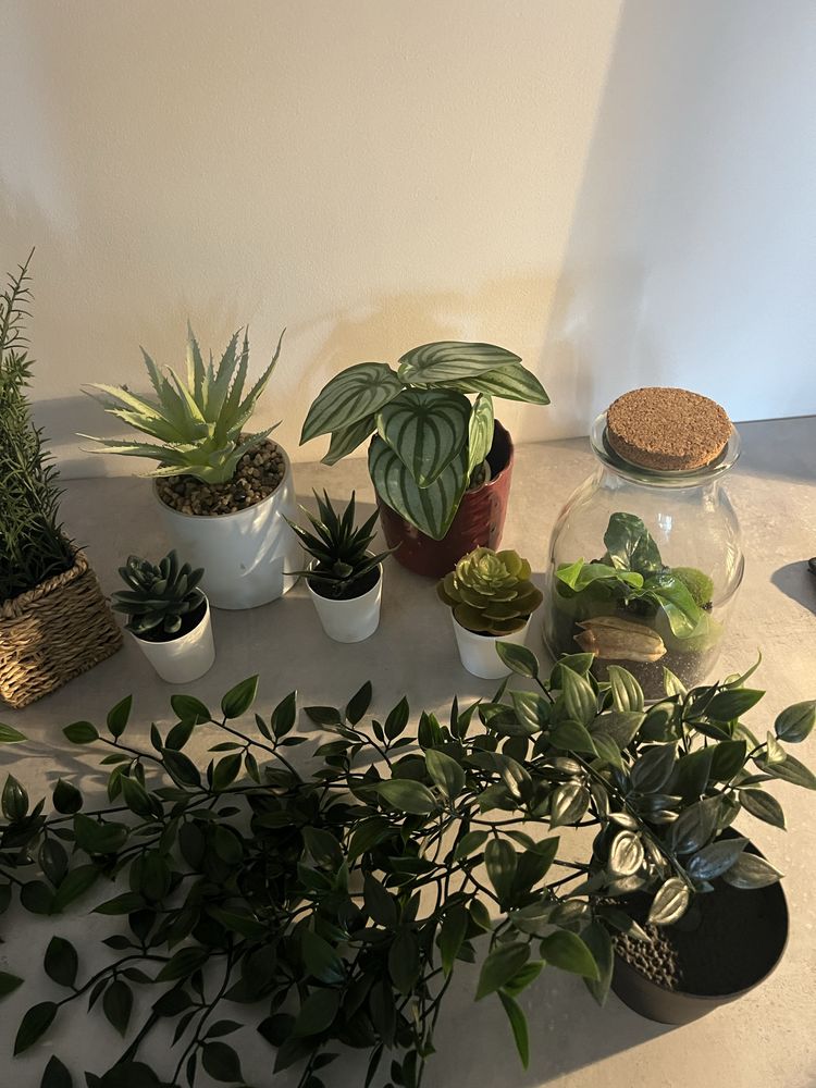 Conjunto de plantas de decoração