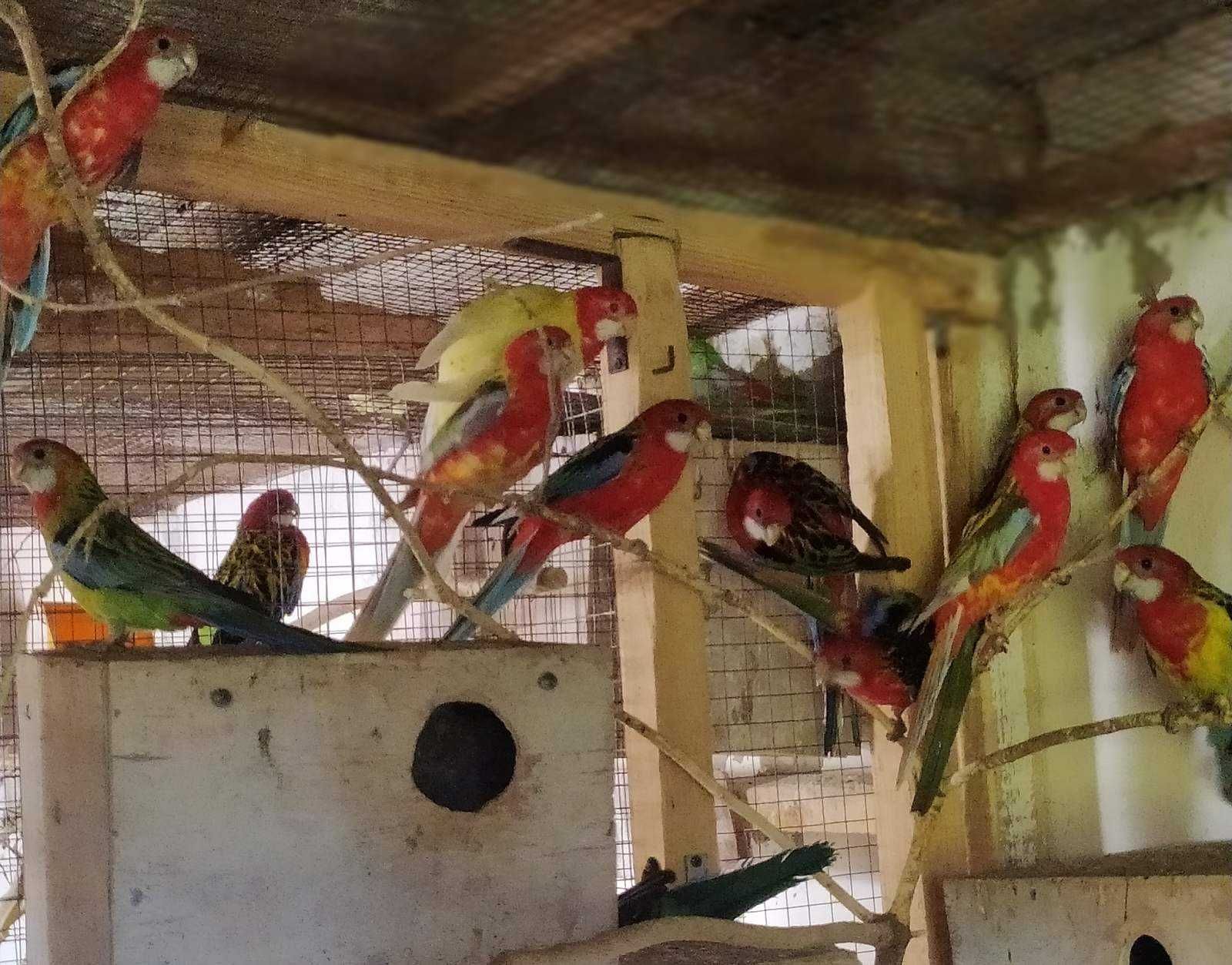 Продам папуги розели строкаті
