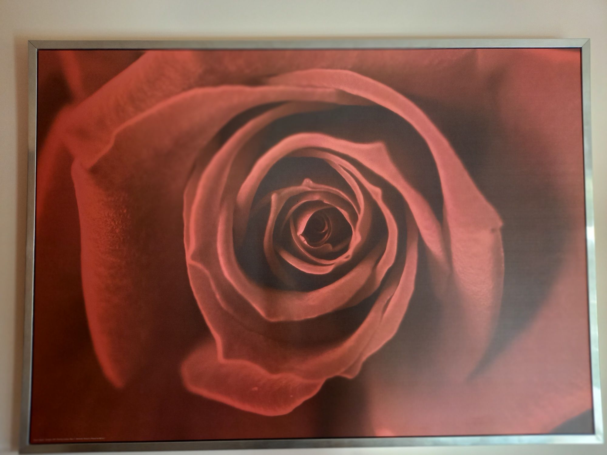 Obraz  Róża  Ikea