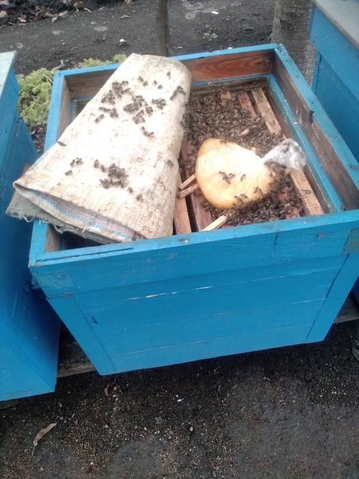 Часть пасеки с ульями