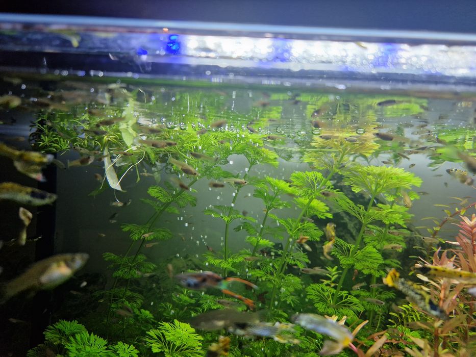 Narybek Gupiki Endlera  TANIO