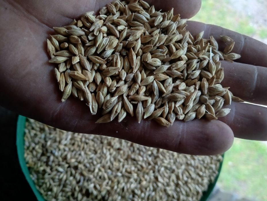 Pszenica i jęczmień