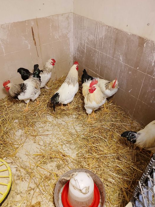 Młody kogut z marca