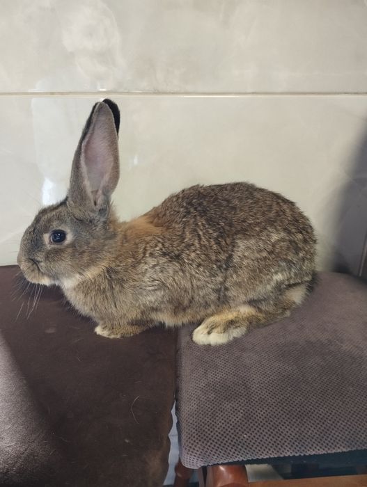 Продам! кроликі різного віку