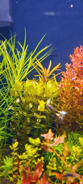 Rośliny z przycinki