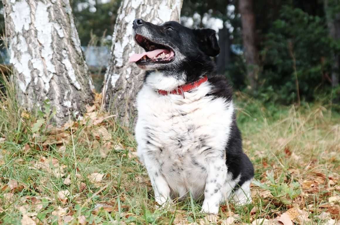 Klopsik marzy o emeryturze w ciepłym, kochającym domu...