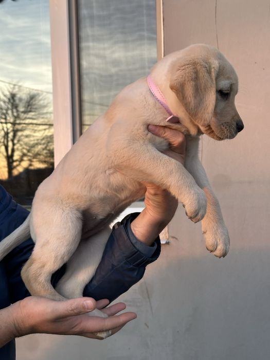 Лабрадор ретривер