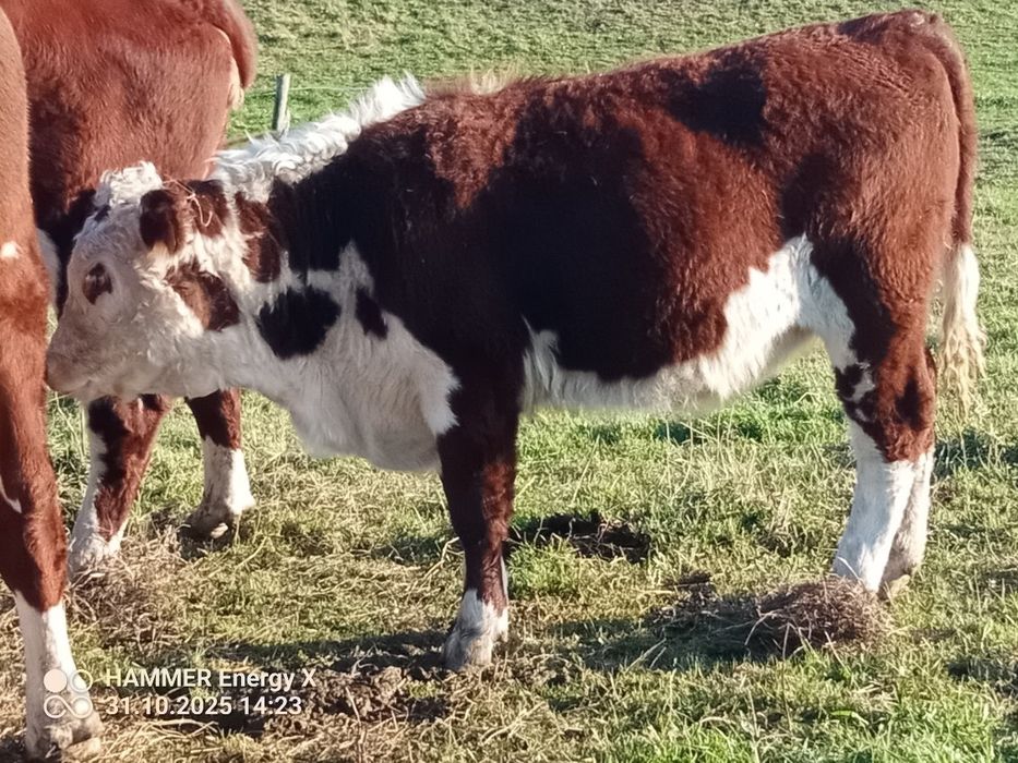 Sprzedam byka i jałówkę