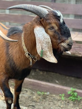 Англо-нубійські кози 100% цапи.