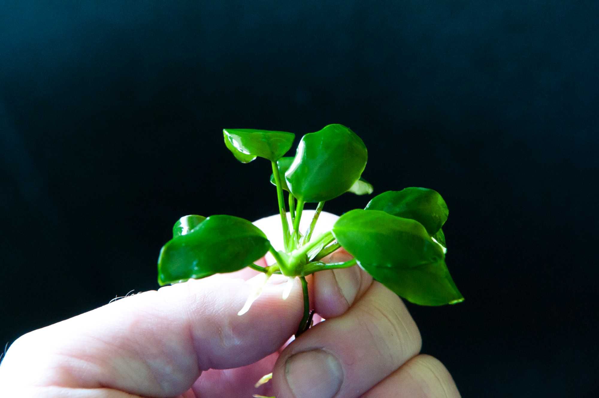 Anubias niski nana KIELCE