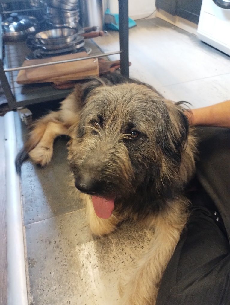 Piękny i mądry półtoraroczny Gandalf do adopcji
