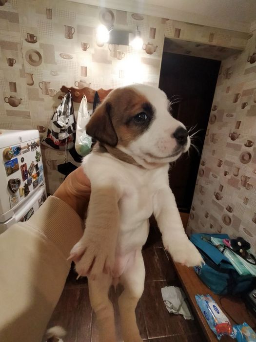 Продаю собачок джек расел