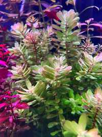 Rotala tulunadensis - roślina do akwarium - sklep AQUA PLANT