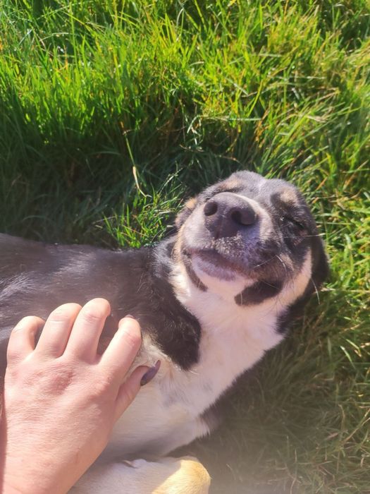 Цуценятко в добрі руки, дівчинка(стерилізація за наш рахунок)