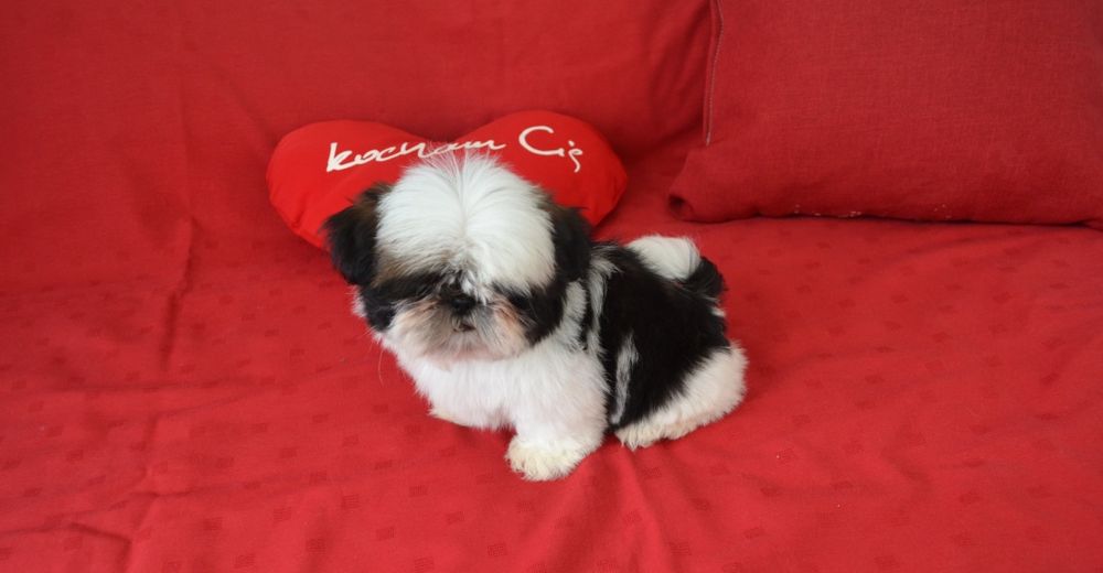 Śliczny miniaturowy piesek Shih tzu