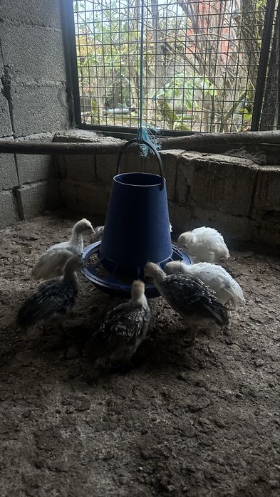 Perus Caseiros P/Criação