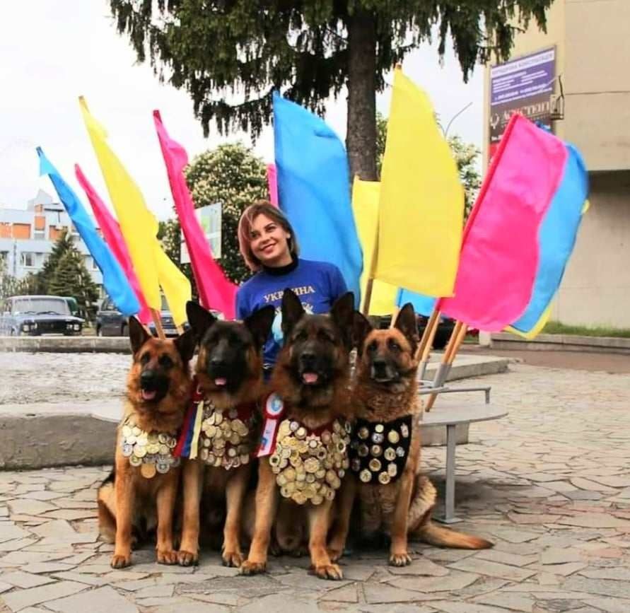 Цуценята німецької вівчарки