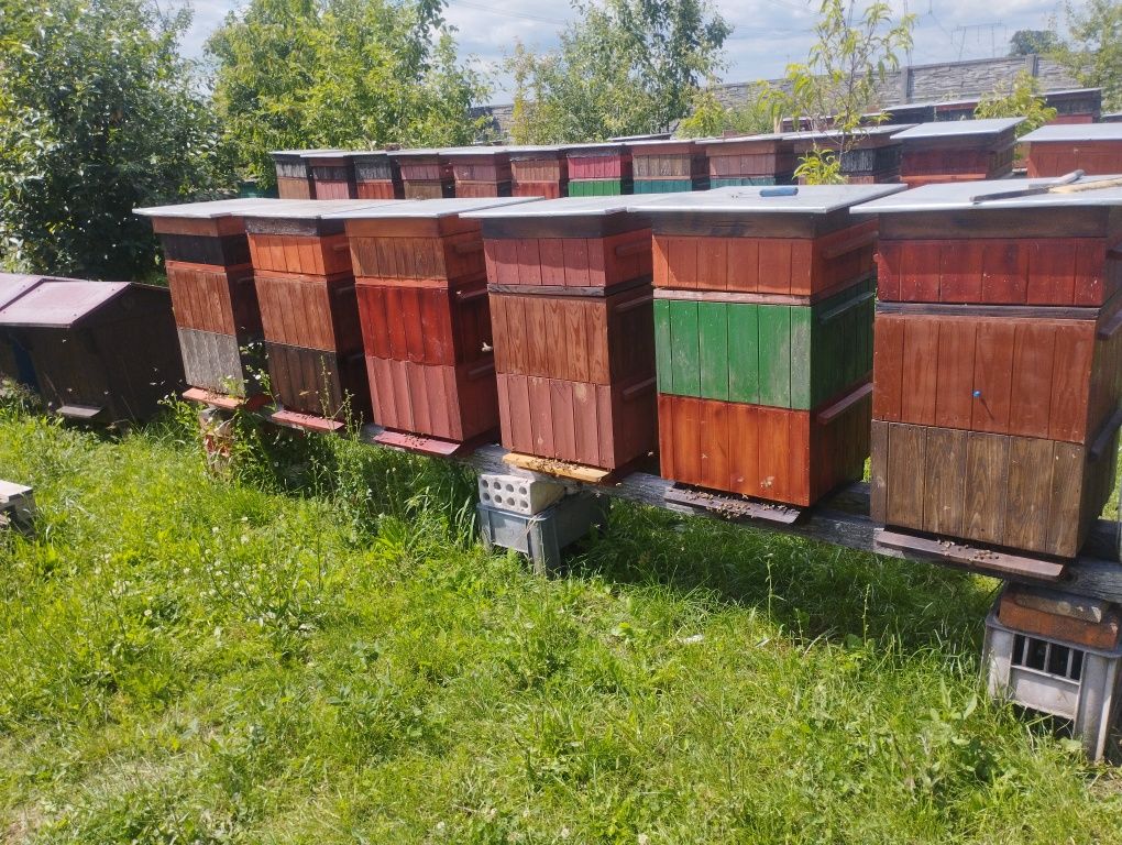 Rodziny pszczele