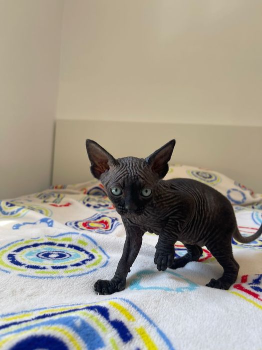 Sphynx macho disponivel