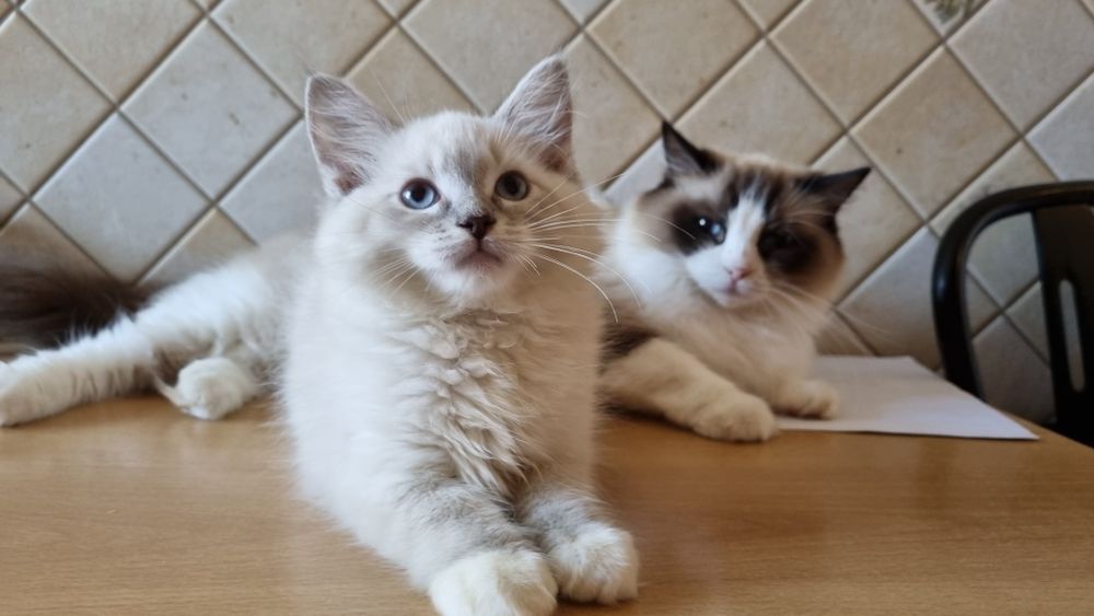 koteczka Ragdoll blue mitted lynx