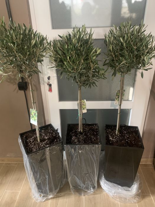 Оливкове дерево   Вис  - 1 м