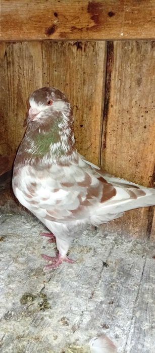 Gołębie kingi king