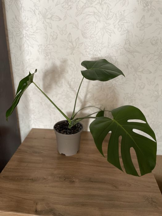 Монстера делікатесна