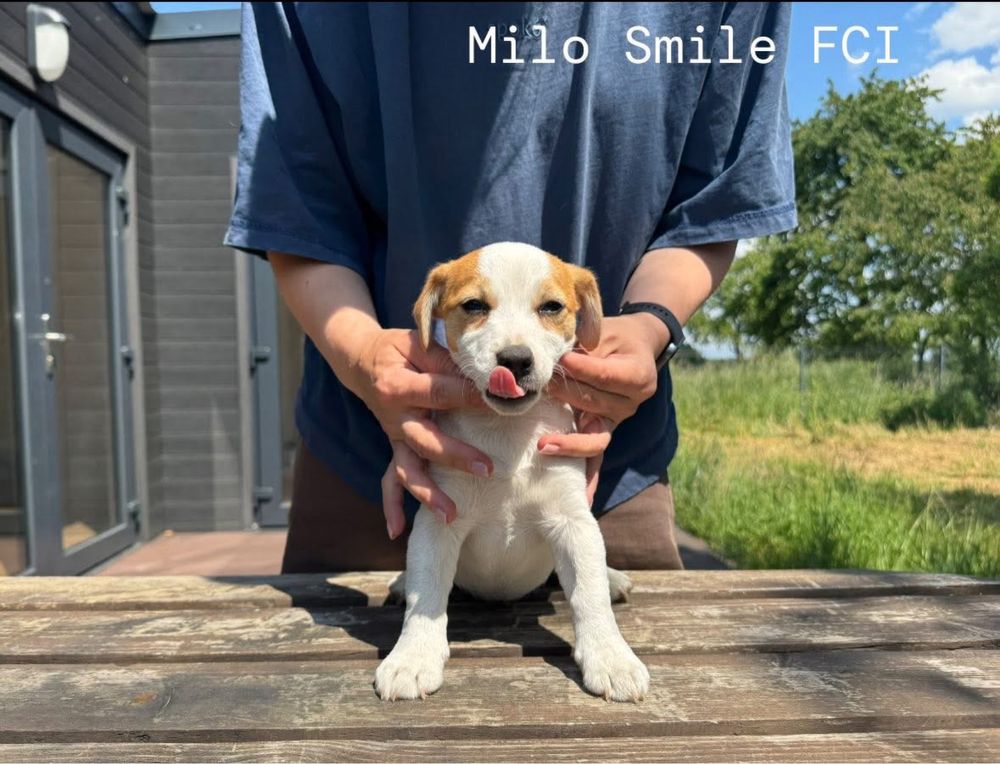 Jack russell terrier suczka gładkowłosa ZKwP FCI