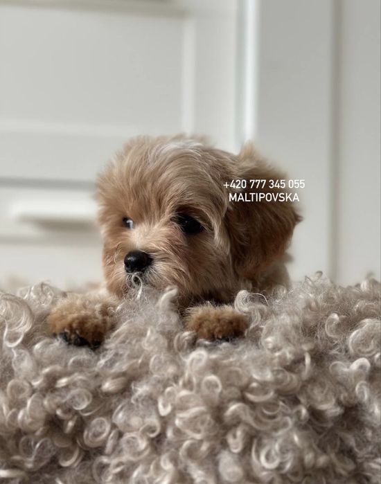 Мальтипу ф1 и ф2 малыши с документами ЕС / maltipoo f1 & f2