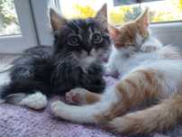 Anecia i Marcepanek do adopcji tylko razem