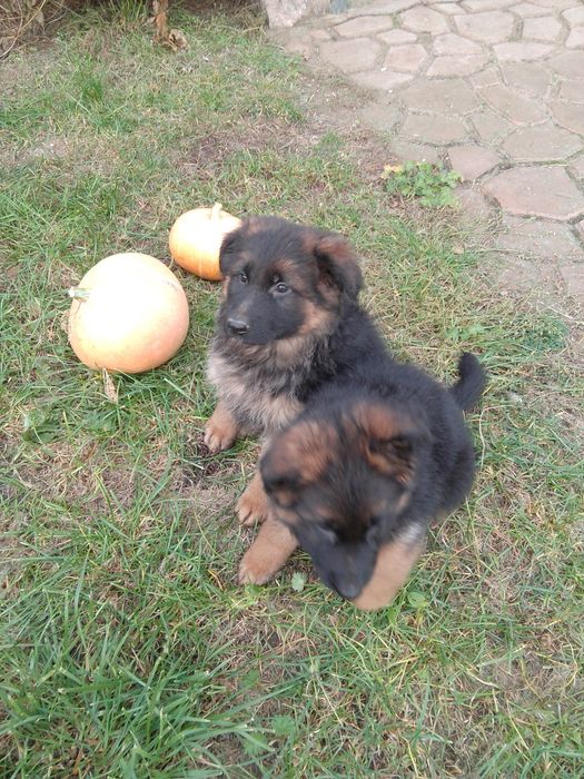 Owczarek niemiecki długowłosy