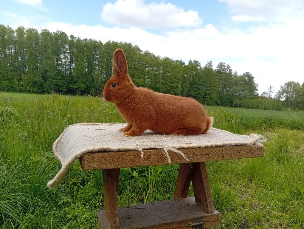 Młode samczyki rasy Nowozelandzki Czerwony