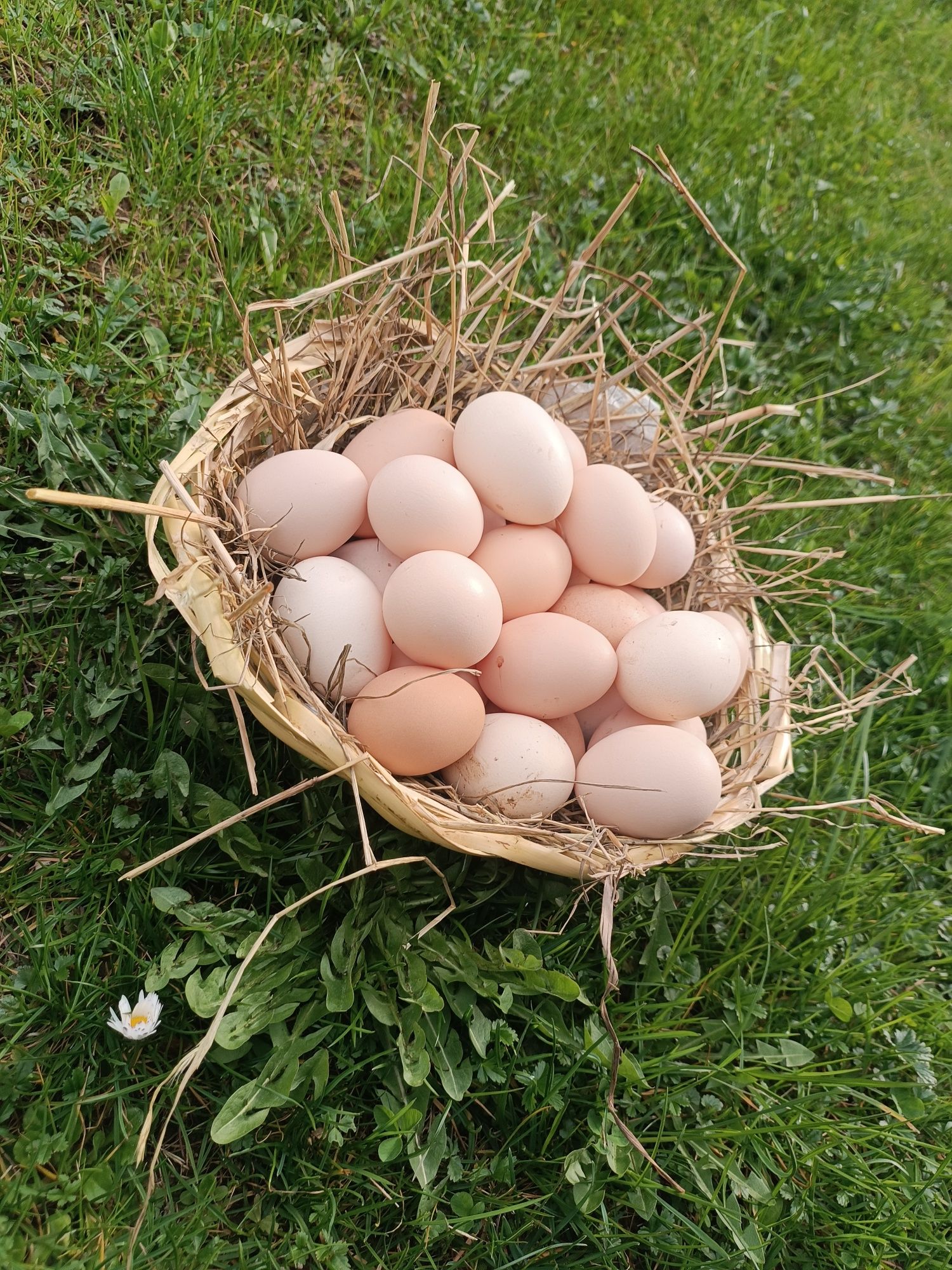 Tuszki z kurczaka ekologiczne, jajka swojskie!!!