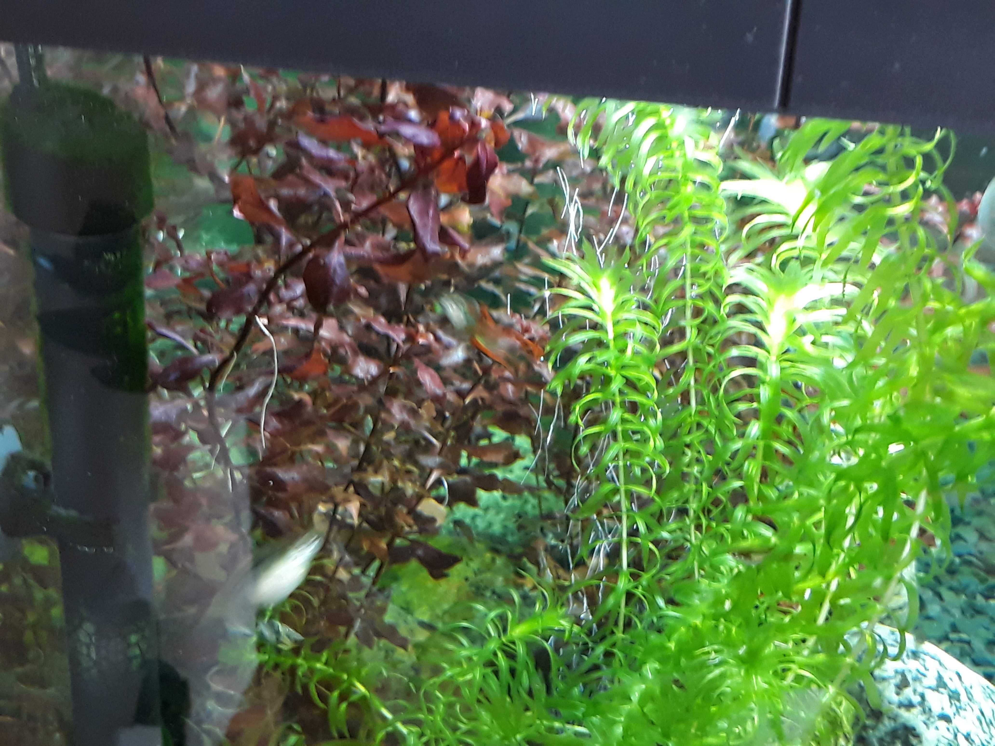 Roślina akwariowa Ludwigia mini super red