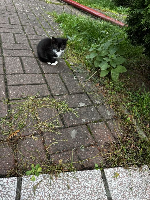 Oddam Kotki w dobre ręcę