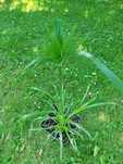 Papirus cyperus nilowy