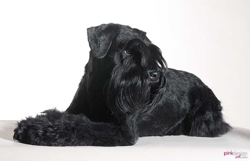 Sznaucer Miniaturowy Czarny- piesek z rodowodem ZKwP