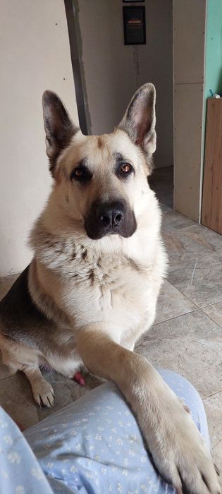 В'язка СЄВ східно-європейська вівчарка