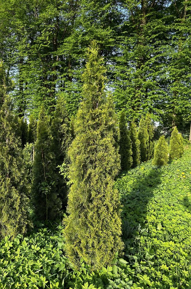 Thuja sadzonki 150cm-200cm