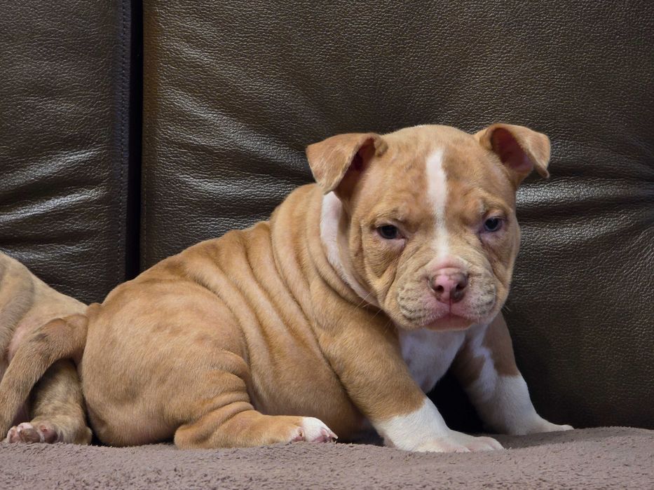 American Bully Pocket ABKC bardzo mocna sunia Choko Merle