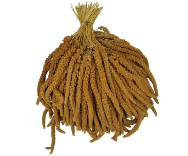 Proso senegalskie żółte 10kg