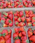Продам клубнику опт розріб