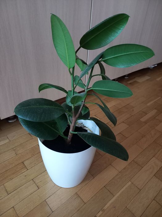 Продам фикус комнатное растение