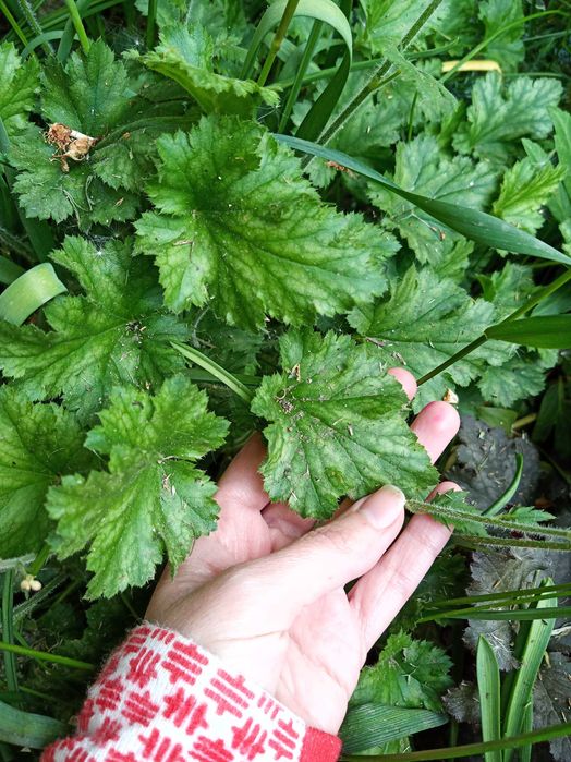 Гейхера, бересклет