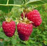 Maliny jesienne owoce