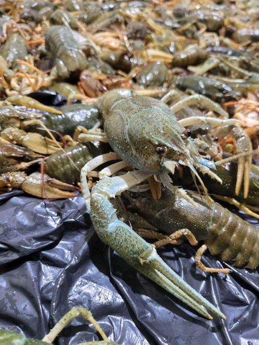 Елітні 100+ г живі раки. Раки різного розміру з доставкою