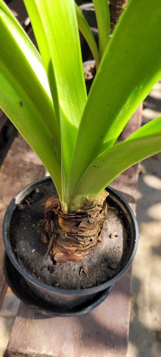 Гіппеаструм (молоді клубні)