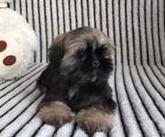 Shih Tzu sliczna suczka